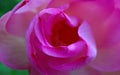 Macro shot on the pink lotus flower. Focused in yellow pollen. soft focus on petals for background Royalty Free Stock Photo