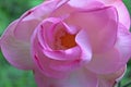 Macro shot on the pink lotus flower. Focused in yellow pollen. soft focus on petals for background Royalty Free Stock Photo