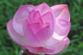 Macro shot on the pink lotus flower. soft focus Royalty Free Stock Photo