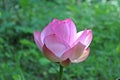 Macro shot on the pink lotus flower. soft focus