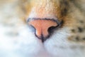 Macro shot of a pink nose of a cat Royalty Free Stock Photo