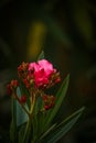 Pink oleander flowers and buds on black background Royalty Free Stock Photo