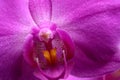 Macro shot of pink orchid petal isolated on white