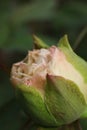 Pink peony bud with water drops on petals, close-up Royalty Free Stock Photo