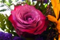 Pink rose Rosaceae in the middle of a bouquet of colourful flowers