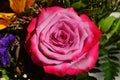 Pink rose Rosaceae in the middle of a bouquet of colourful flowers