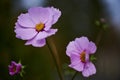 Pink tickseed flower Coreopsis rosea in the sunshine