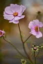 Pink tickseed flower Coreopsis rosea in the sunshine