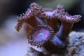 Macro shot on pink zoanthid Royalty Free Stock Photo