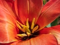 Macro shot of pistil and stamens of small red and orange tulip growing in garden in sunlight Royalty Free Stock Photo