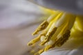 Macro shot of pistils and pollen of tulip flower