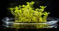 Macro shot of the plants with plant tissue culture technique in the bottle in the lab.