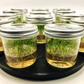 Macro shot of the plants with plant tissue culture technique in the bottle in the lab.