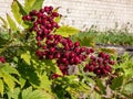 Macro shot of poisonous plant the Red baneberry or chinaberry Actaea rubra with bright red berries with black dot on them