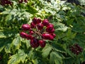 Macro shot of poisonous plant the Red baneberry or chinaberry Actaea rubra with bright red berries with black dot on them