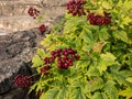 Red baneberry or chinaberry (Actaea rubra) with bright red berries with black dot on them