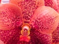 Macro shot on pollen orange Orchid Royalty Free Stock Photo