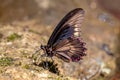 Macro shot of a polydamas swallowtail butterfly on a rock surface