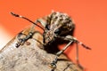 Macro shot of a Polydrusus on a rock on a bright background