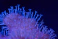 Macro Shot of Polyp Detail on Toadstool Leather Coral