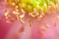 Macro shot of poppy flower, close-up of poppy head, with pollen and immature poppy capsule inside Royalty Free Stock Photo