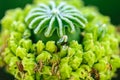 Macro shot of poppy flower, close-up of poppy head, with pollen and immature poppy capsule inside Royalty Free Stock Photo