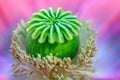 Macro shot of poppy flower, close-up of poppy head, with pollen and immature poppy capsule inside Royalty Free Stock Photo