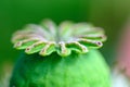 Macro shot of poppy flower, close-up of poppy head, with pollen and immature poppy capsule inside Royalty Free Stock Photo