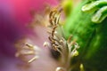 Macro shot of poppy flower, close-up of poppy head, with pollen and immature poppy capsule inside Royalty Free Stock Photo