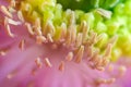 Macro shot of poppy flower, close-up of poppy head, with pollen and immature poppy capsule inside Royalty Free Stock Photo