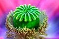 Macro shot of poppy flower, close-up of poppy head, with pollen and immature poppy capsule inside Royalty Free Stock Photo