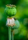 Macro shot of poppy flower, close-up of poppy head, with pollen and immature poppy capsule inside Royalty Free Stock Photo