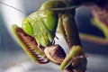 Macro shot of a Praying mantis eating a cricket Royalty Free Stock Photo