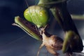 A macro shot of a Praying Mantis eating a cricket