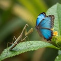 Macro shot of a praying mantis fighting with a butterfly Royalty Free Stock Photo