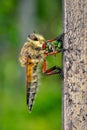 Macro Shot of a Predator Insect with Its Prey on a Twig Royalty Free Stock Photo