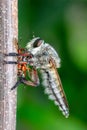 Macro Shot of a Predator Insect with Its Prey on a Twig Royalty Free Stock Photo