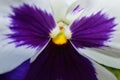 Macro shot of a pretty purple and white pansy flower with a yellow center Royalty Free Stock Photo