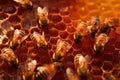 macro shot of propolis, bee glue, in hive Royalty Free Stock Photo