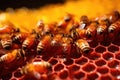 macro shot of propolis, bee glue, in hive Royalty Free Stock Photo