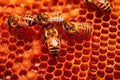macro shot of propolis, bee glue, in hive Royalty Free Stock Photo