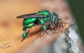 Macro shot of pure gold-green sweat bee (Augochlora pura) Royalty Free Stock Photo