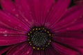 Macro shot of a purple daisy flower Royalty Free Stock Photo