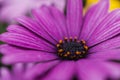 Macro shot of a purple daisy flower Royalty Free Stock Photo