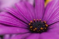 Macro shot of a purple daisy flower Royalty Free Stock Photo