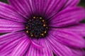 Macro shot of a purple daisy flower Royalty Free Stock Photo