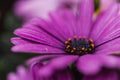 Macro shot of a purple daisy flower Royalty Free Stock Photo