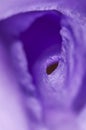 Macro shot of a purple flower Royalty Free Stock Photo