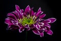 Macro shot of a purple flower with white edged petals