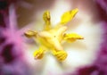 Macro shot of purple flower with yellow pollens inside Royalty Free Stock Photo